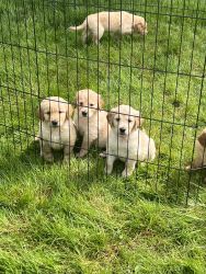 Male Golden Retriever puppies