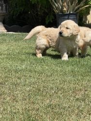 Cutest puppies for sale!