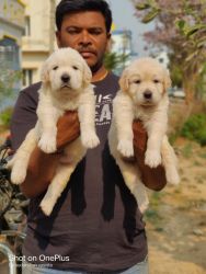 My puppies looking to new home i hope u will care well if u need it u
