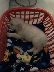 Golden retriever pup for sale