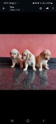 Golden retriever pupies available