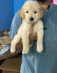 EXCELLENT QUALITY GOLDEN RETRIEVER MALE PUPPY AVAILABLE LOCATION:CHE