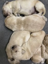 AKC Gooden Retriever Puppies, born 4/3/22