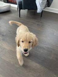 Puppy Golden Retriever 5 months