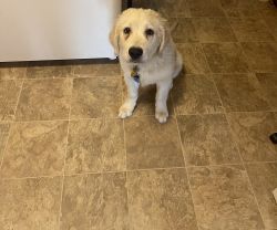 Great puppy in need of home