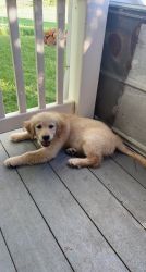 12 week old golden retriever puppy