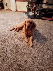 Golden Retreiver puppy to give away
