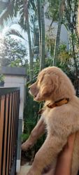 Three months old male golden retriever puppy for sale