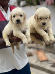 Golden retriever puppies male and female available top quality puppie