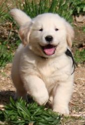 KCI Registered Golden Retriever puppies for sale through all over Indi
