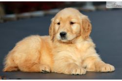 Golden retriever Puppies Available For sale in chandigarh and punjab.