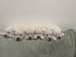 Beautiful English Cream Retriever puppies