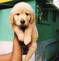 39 Days Male Golden Retriever puppy available