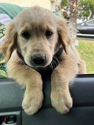 Golden Retriever, Willing to Deliver