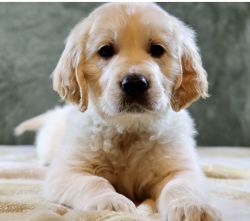 AKC clear genetic Golden Cream Retriever puppies available