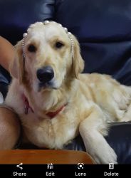 16 month female golden retriever dog for sale