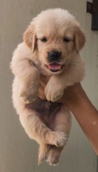 HEAVY SIZE GOLDEN RETRIEVER PUPPIES AVAILABLE IN CHENNAI
