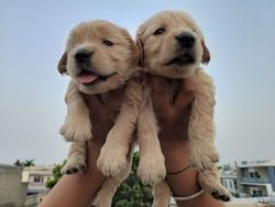 Golden Retriever Original quality pups