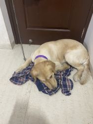 1 year male golden retriever for free