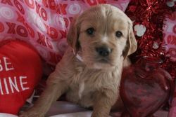 Sweet Golden Retriever puppies available