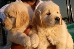 KCI Registered Golden Retriever puppies ***xxxxxxxxxxx***whatsapp