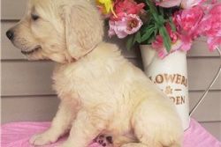 Beautiful golden retriever puppies for rehoming
