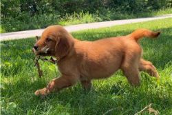 Golden retriever puppies available now
