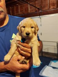 AKC Golden Retriever puppies for sale