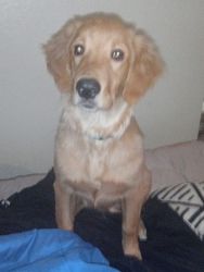 3 month old male golden retriever