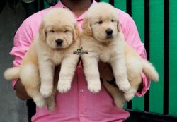 Golden Retriever Puppy For Sale