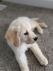 Gorgeous 10-week-old AKC registered Golden Retriever puppy