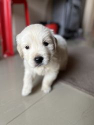 Champion breed golden retriever male puppy looking for a new home