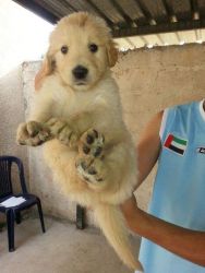 Excellent quality Golden Retriever puppies ready supplies at Maa jagda
