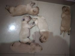 I want to sell my golden retriever male and female.