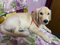 Male Golden Retriever 60 days .. He’s very playful and well mannered