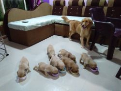 38 days Golden retriever puppies pure breed