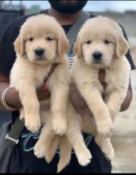 I want to sell my golden retriever.