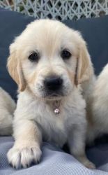 Gorgeous AKC Reg Golden retriever pups for sale