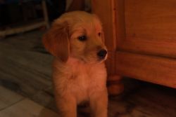 Golden retriever puppy (3 month)
