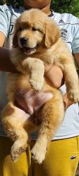 Golden retriever puppy available for adoption