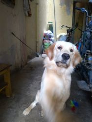 Golden retriever 1 year old dog for sale