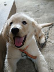 Golden retriever puppy 4 and half month old