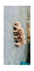 4 male puppies for sell