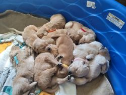 Goldens for sale