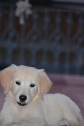 Solden retriver puppy to sell