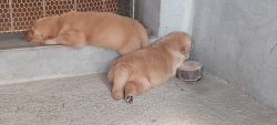 Home breed golden retriever puppies sale...