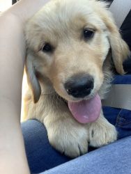 3 month old Pure Bred Golden Retriever