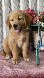 Gorgeous Golden Retriever Puppies For Sale.\