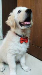 Extremely friendly Premium 4 months old Golden retriever puppy on sale