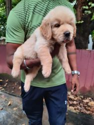 Extraordinary golden retriever male and female puppies